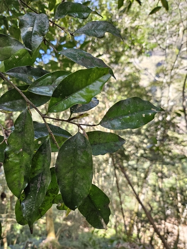 Drypetes indica, photograph 2