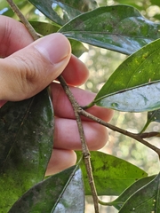 Drypetes indica, photograph (c) Yu-Chang Chen, some rights reserved (CC BY)