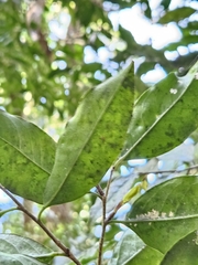 Drypetes indica, photograph (c) Yu-Chang Chen, some rights reserved (CC BY)