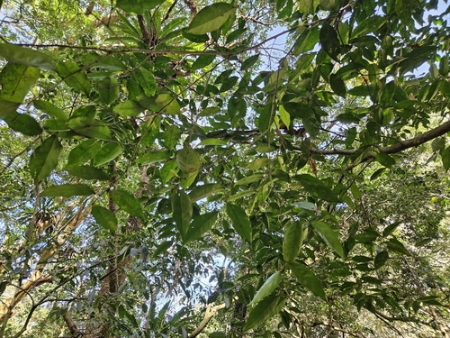 Drypetes indica, photograph 5