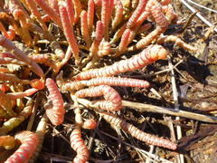 Salicornia natalensis