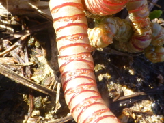 Salicornia natalensis