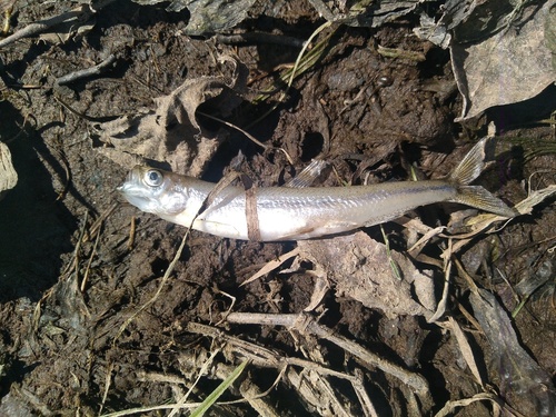 cigarfish (Hypomesus olidus) — Osmeridae — 2