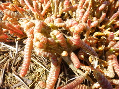 Salicornia natalensis