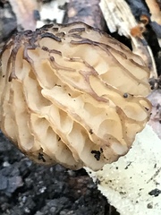 Morchella punctipes
