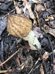 Morchella punctipes