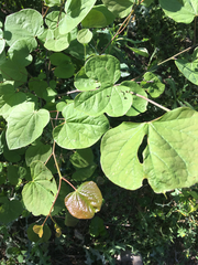 Cercis canadensis texensis