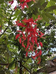 Amherstia nobilis