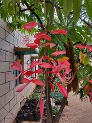 Amherstia nobilis