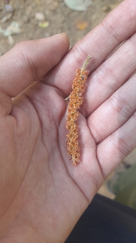 Scleropyrum pentandrum observed 2024-01-29