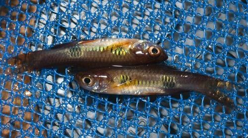 Clown rasbora (Rasbora kalochroma) — Cyprinidae — 3