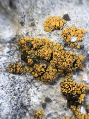 Squamulea subsoluta