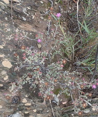 Smicrostigma viride