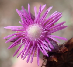Smicrostigma viride