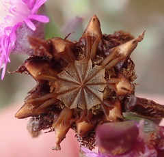Smicrostigma viride