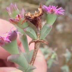 Smicrostigma viride