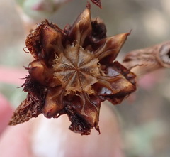 Smicrostigma viride