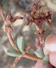 Smicrostigma viride