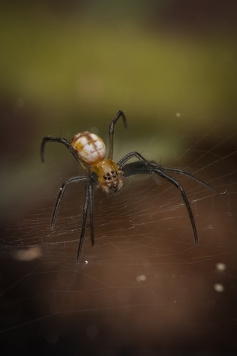 Golden Silk Spider, photo 6 of 8