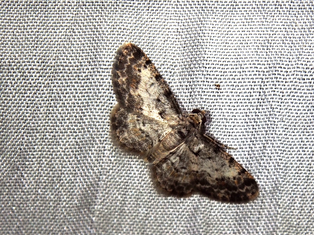 Physocleora taeniata