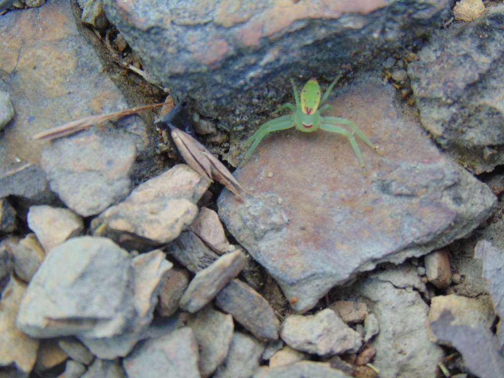 Loxobates quinquenotatus