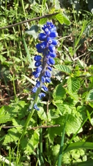 Muscari