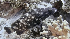 Whitespotted Grouper photo 3