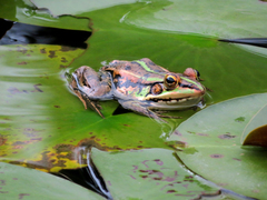 Pelophylax fukienensis