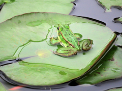 Pelophylax fukienensis