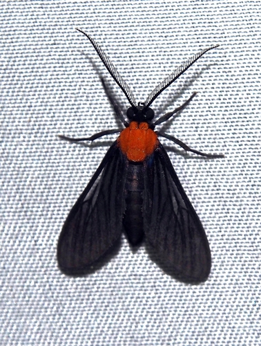 Saurita temenus Stoll, 1782