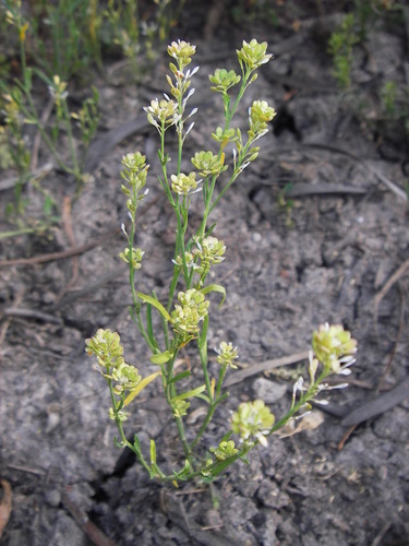 Lepidium fasciculatum iNat (1)