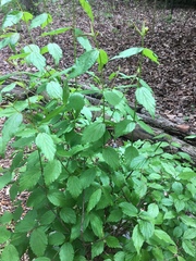 Viburnum rafinesqueanum