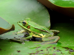 Pelophylax fukienensis