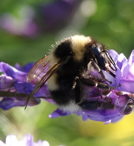 Garden bumblebee