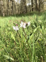 Lithophragma parviflorum