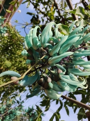 Strongylodon macrobotrys