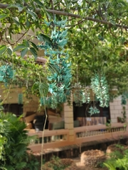 Strongylodon macrobotrys