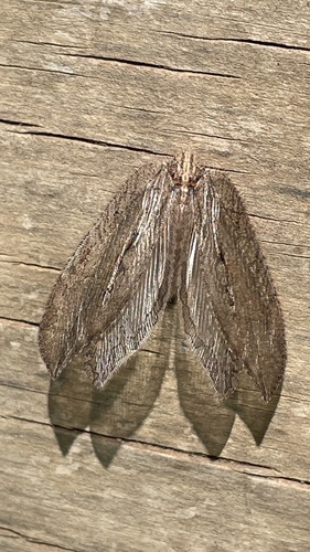 Fontecilla graphicus