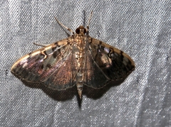 Pantographa