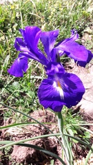 Iris latifolia