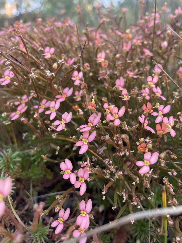 Stylidium recurvum from Mundy Regional Park, Forrestfield, WA, AU on