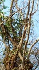 Selenicereus costaricensis