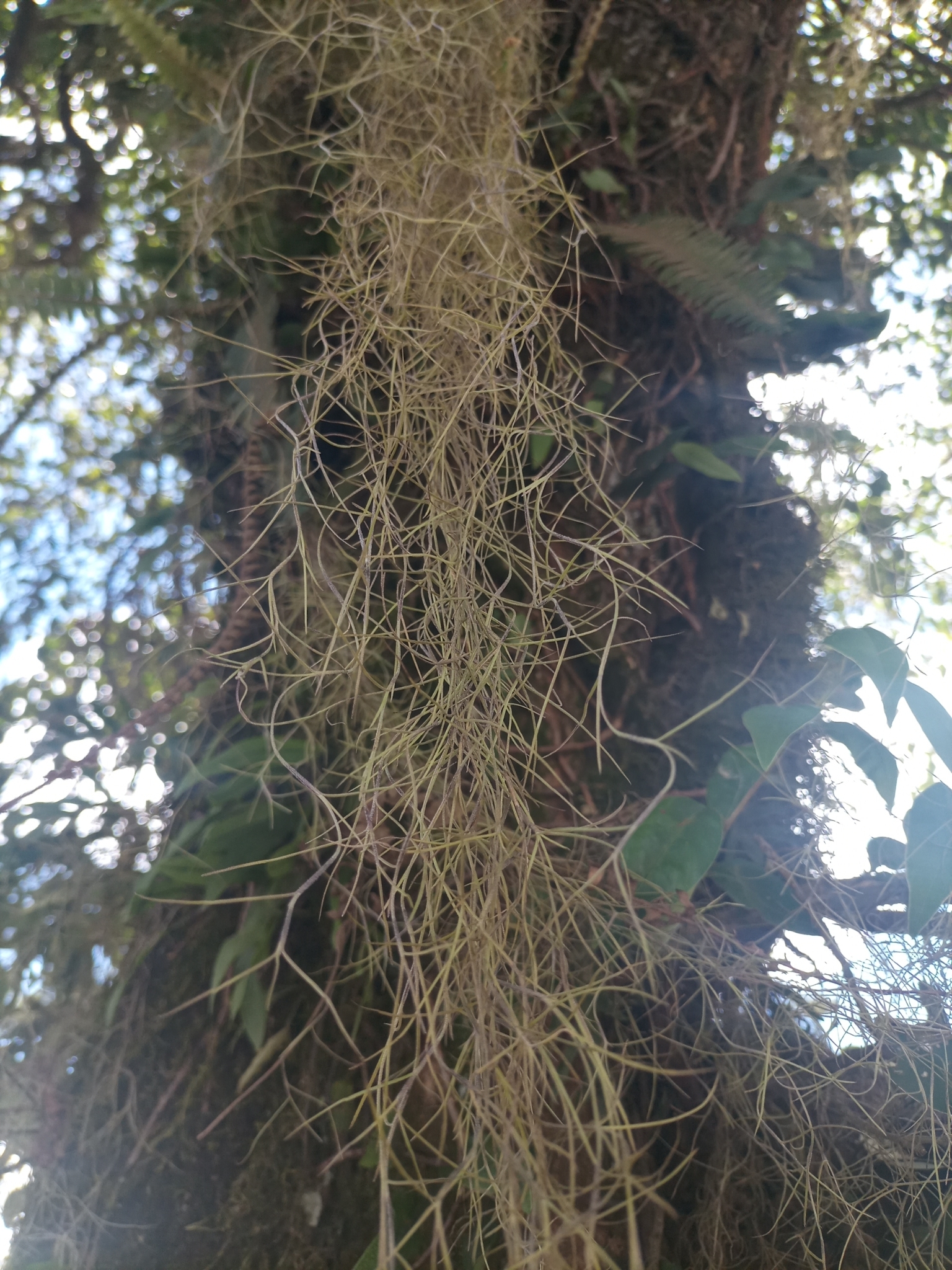 Tillandsia usneoides