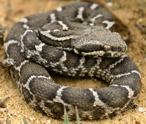 Moorish Viper