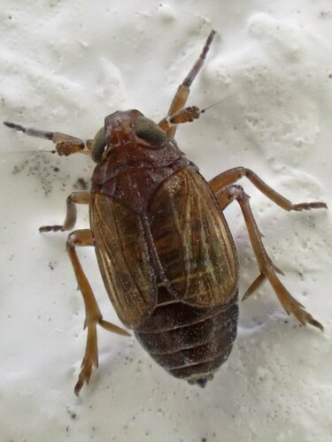 Delphacodes venosus