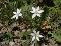 Ornithogalum umbellatum