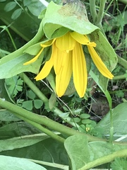 Wyethia glabra