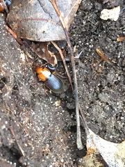 Amphasia interstitialis