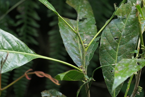 Agrostistachys indica observed 2024-01-19