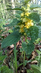 Lamium galeobdolon montanum